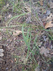Eragrostis intermedia