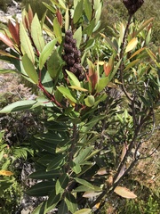 Laurophyllus capensis