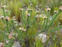 Leucospermum truncatulum