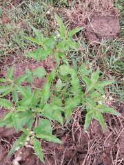 Croton bonplandianus