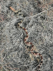 Pituophis deppei