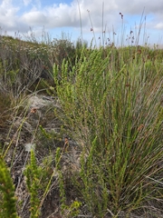 Cliffortia stricta