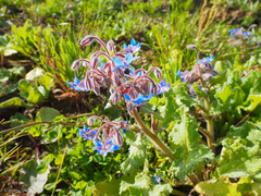 Borago officinalis