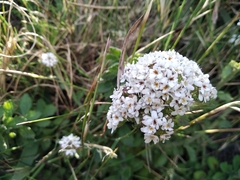 Pseudoselago peninsulae