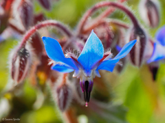 Borago officinalis