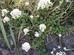 Pseudoselago peninsulae