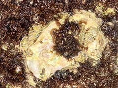 Striostrea margaritacea