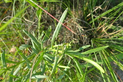 Senecio madagascariensis