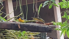 Euphonia chlorotica