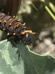 Battus polydamas psittacus
