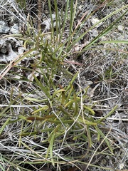Vernonia lindheimeri
