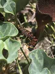 Battus polydamas psittacus