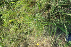 Senecio madagascariensis