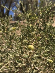 Bridgesia incisifolia