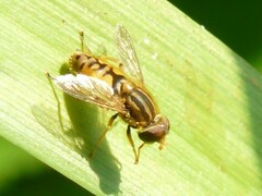 Parhelophilus