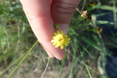Senecio madagascariensis