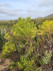 Leucadendron eucalyptifolium
