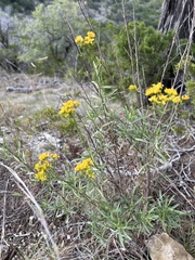 Gutierreziinae