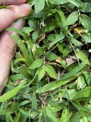 Murdannia loriformis