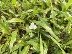 Murdannia loriformis