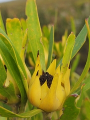 Leucadendron eucalyptifolium