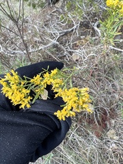 Gutierreziinae
