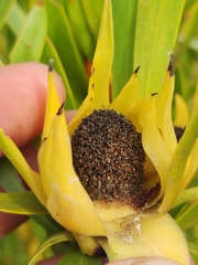 Leucadendron eucalyptifolium