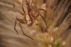 Oxyopes sertatus