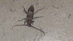 Trichoferus pallidus