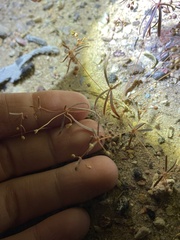 Hypertelis umbellata