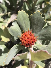 Leucospermum mundii