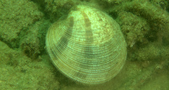 Periglypta exclathrata