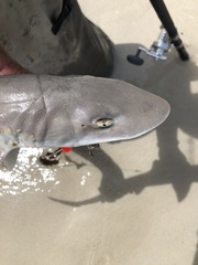 Mustelus mustelus