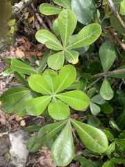 Cussonia thyrsiflora