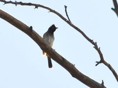 Pycnonotus nigricans