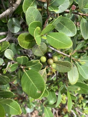 Cussonia thyrsiflora