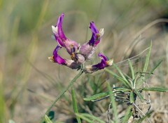 Astragalus vesicarius