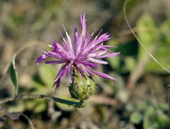 Psephellus marschallianus