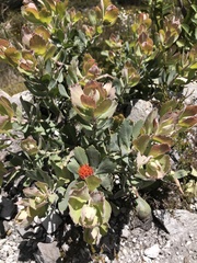 Leucospermum mundii
