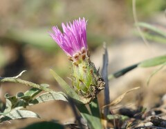 Psephellus marschallianus