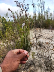 Heliophila linearis linearifolia