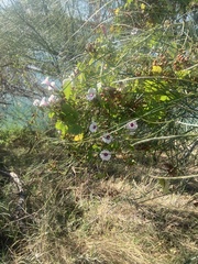 Ipomoea amnicola