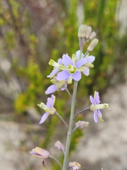 Heliophila linearis linearifolia