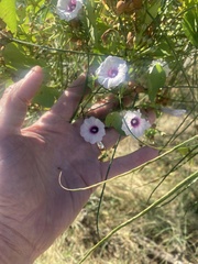 Ipomoea amnicola
