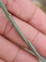 Heliophila linearis linearifolia