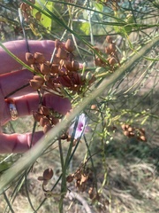 Ipomoea amnicola