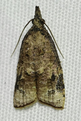 Platynota rostrana