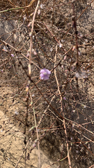 Stephanomeria diegensis