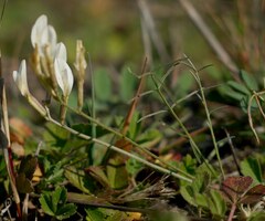 Astragalus ucrainicus