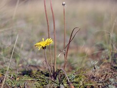 Taraxacum serotinum